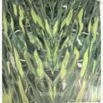 Paired Golden Silk Green Marble panels with mirrored yellow-green streaks and fine white veins around a central seam.